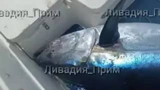 «Тунцовая лихорадка» добралась до пляжей Ливадии