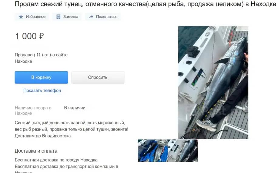 Сайты объявлений Приморья переполнены предложениями о продаже мяса тунца