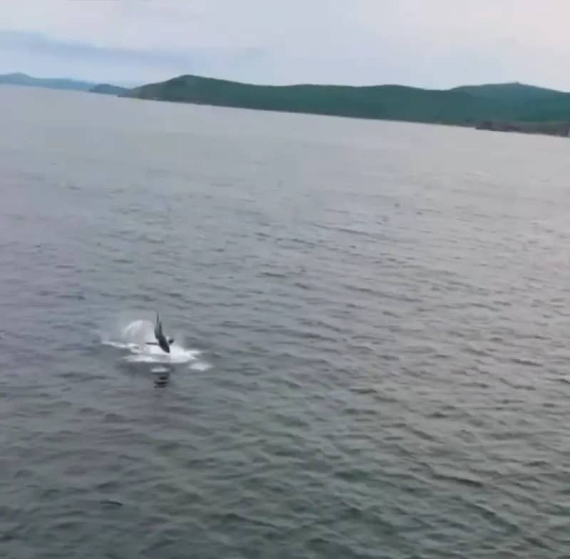 У мыса Тобизина сняли выпрыгивающую из воды огромную акулу