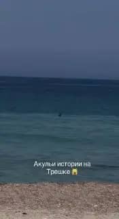 В Приморье сразу несколько акул подплыли к берегу