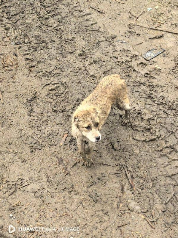 В Находке на дороге к полигону заметили брошенного щенка алабая
