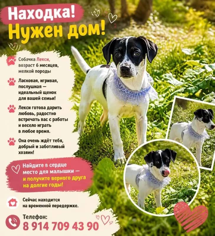 Собаку на проезжей части подобрали в Находке и ищут ей дом