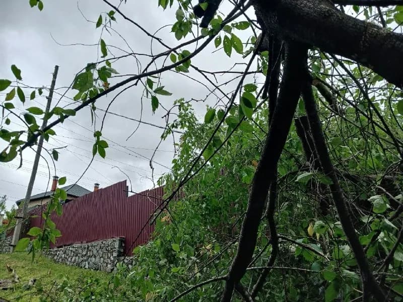 Упавшее дерево заблокировало проезд в Находке после стихии — фото 1