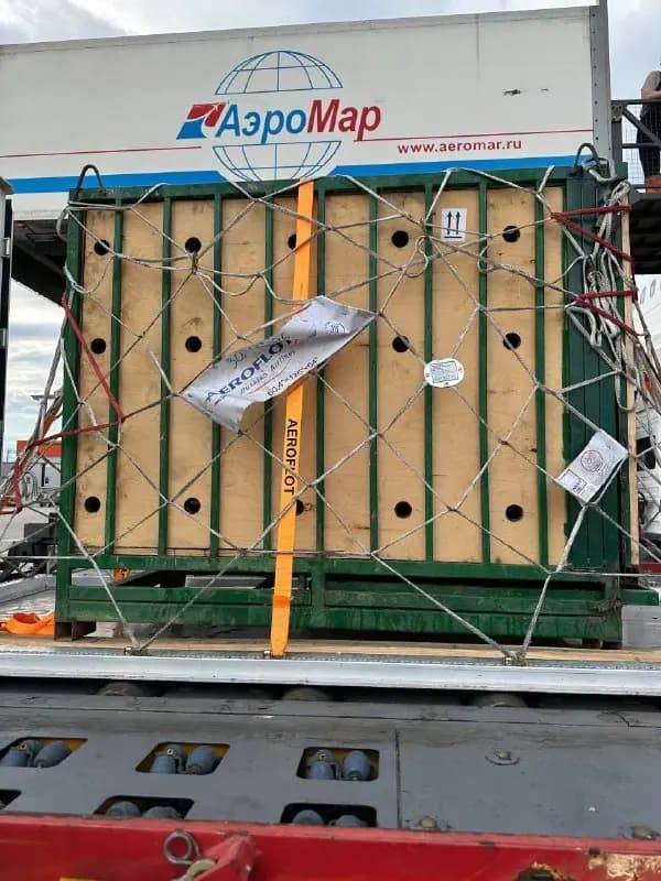 Медведицу Майю после многих лет мучений в клетке перевезли в приют в Московской области — фото 1