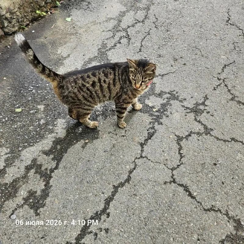 В Находке ищут хозяев ручной кошки из подвала на Первом участке — фото 1