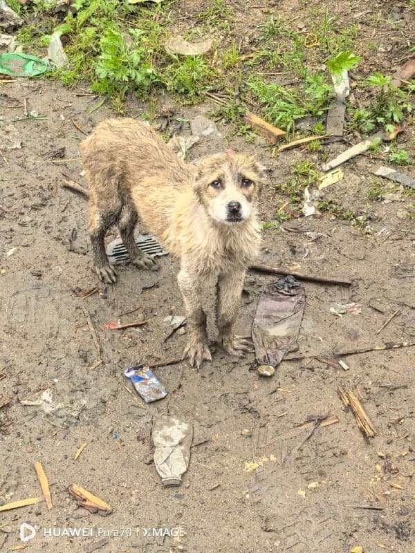 В Находке на дороге к полигону заметили брошенного щенка алабая — фото 1