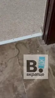 Змея проникла в общежитие ДВФУ во Владивостоке
