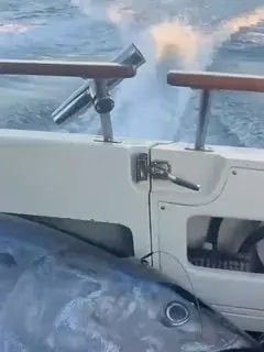 Появление тунцов в Приморье может привести к приходу белых акул