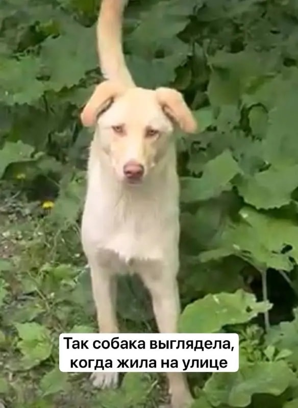 Соседи в Находке бьют тревогу из-за истощённых собак в квартире