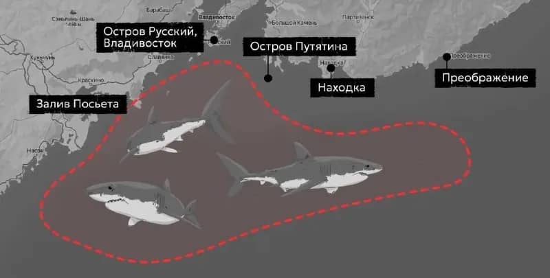 Нашествие акул началось на Дальнем Востоке России
