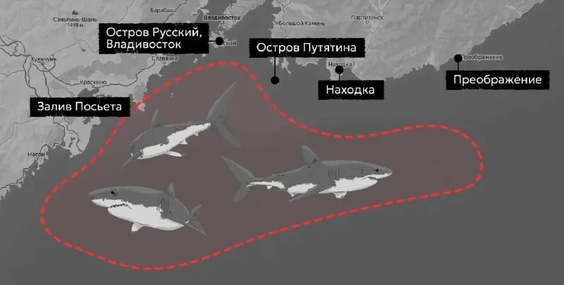 Нашествие акул началось на Дальнем Востоке России