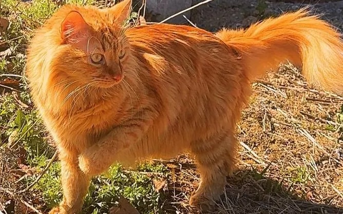 В районе Рица пропал кот Коржик
