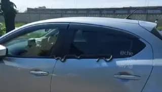 Змея заняла вход в автомобиль в Уссурийске