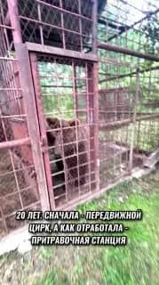 Медведицу Майю спасли при поддержке УФСБ и Росприроднадзора