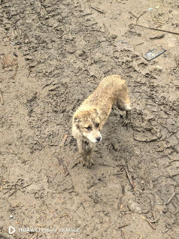 В Находке на дороге к полигону заметили брошенного щенка алабая
