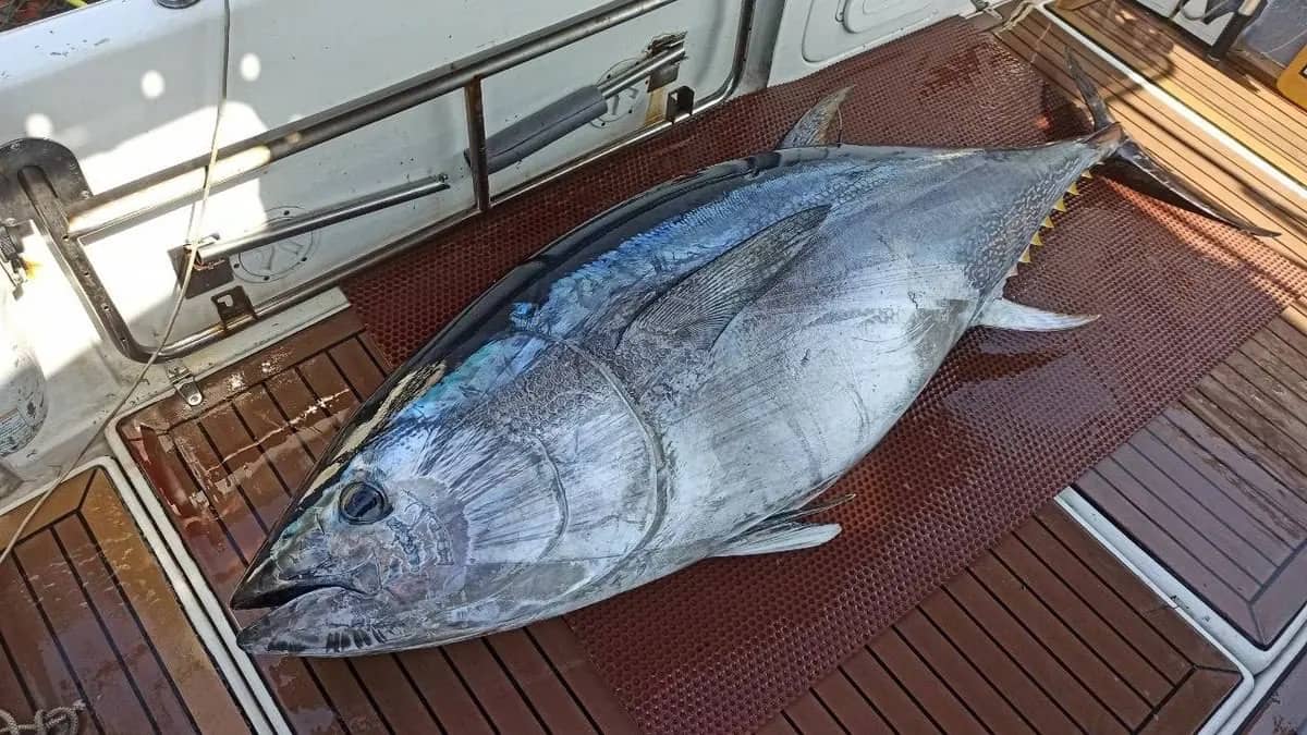 Рыбалка на тунца-гиганта в Приморье стоит до 250 тысяч рублей