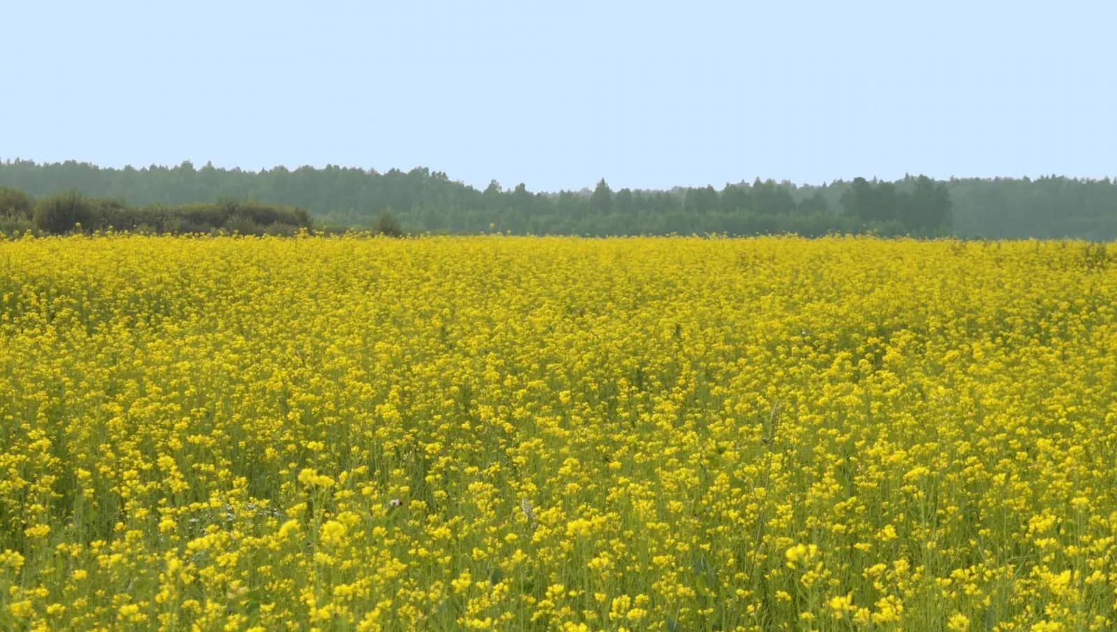 Горчичное поле зацвело под Артёмом для летних фотосессий