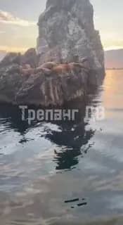 Рыбаки сняли семейство сивучей у острова Аскольд в Приморье