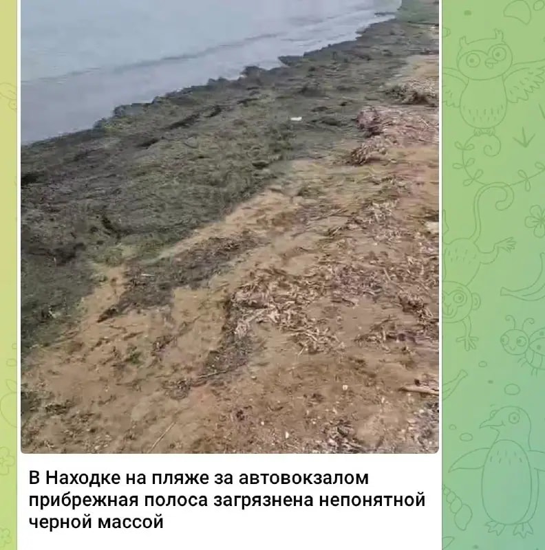 Природоохранная прокуратура проверит загрязнение пляжа в Находке