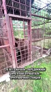 Медведицу Майю спасли при поддержке УФСБ и Росприроднадзора
