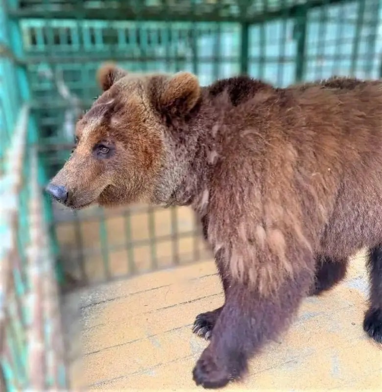 Медведицу Майю после многих лет мучений в клетке перевезли в приют в Московской области