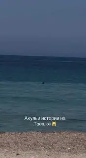 В Приморье сразу несколько акул подплыли к берегу