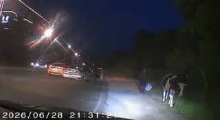 Коровы на трассе спровоцировали ДТП в Находке