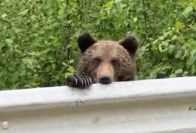 Медвежата на Сахалине начали выпрашивать еду у водителей