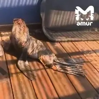 Акула напала на морского котика в бухте Горностай в Приморье