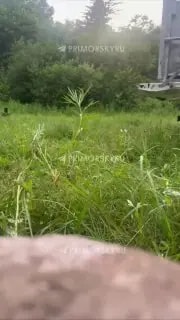 Медвежонка, напугавшего Владивосток, отпустили в тайгу