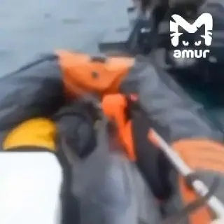 Гигантский тунец повредил лодку рыбаков в Приморье