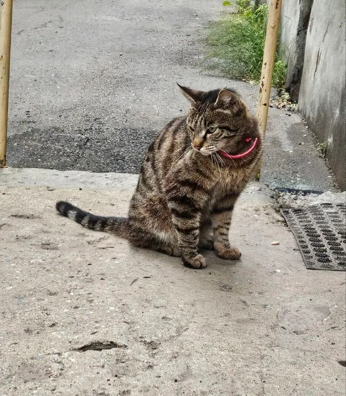 В Находке ищут хозяев ручной кошки из подвала на Первом участке