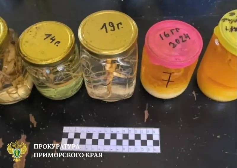 Жителя Приморья будут судить за незаконный оборот краснокнижного женьшеня