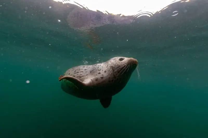 Тюлененок Вегас вернулся в Японское море после заплыва в реку Раздольную