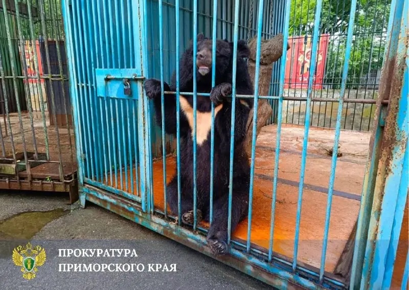 Прокуратура начала проверку после нападения медведя на сотрудницу зоопарка в Уссурийске