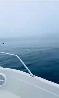 Акула подплыла вплотную к туристам у берегов Приморья