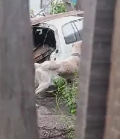 Видео: На улице Репина нашли алабая в крайней степени истощения