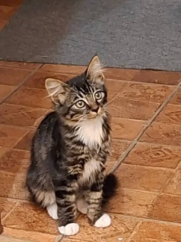 На Бокситогорской потерялся котенок