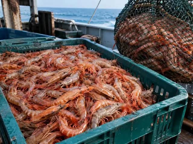 Находкинская прокуратура добилась взыскания 12 млн рублей с браконьеров