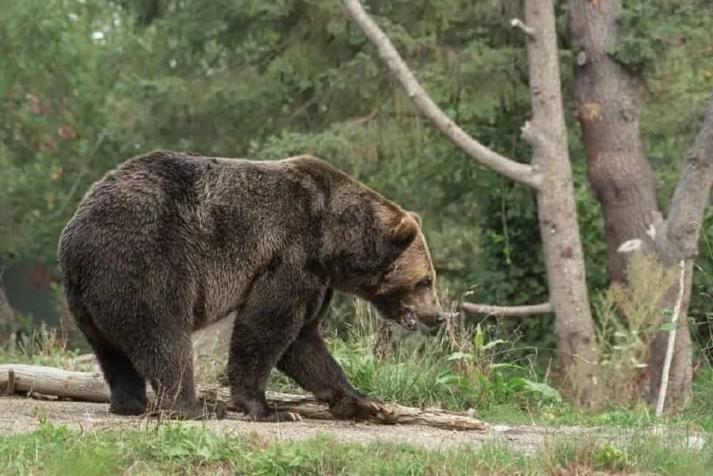 Медведь вышел к людям в приморском селе Чугуевка