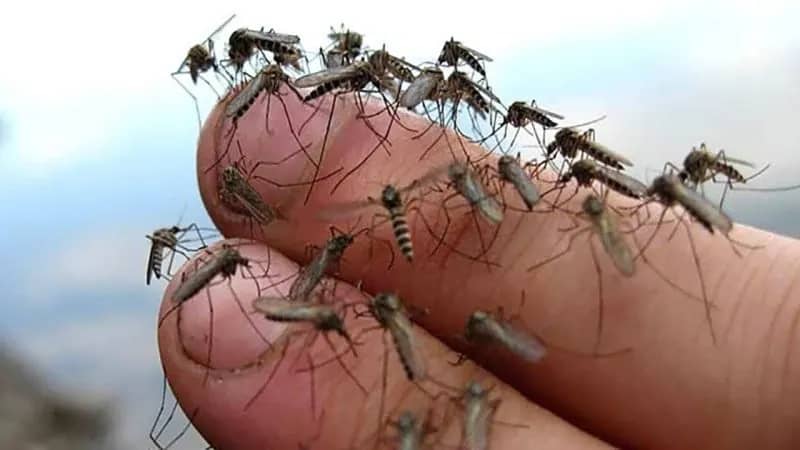 Тигровые комары могут обосноваться в Приморье из-за потепления