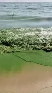 Вода в озере Ханка окрасилась в зелёный цвет
