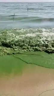 Вода в озере Ханка окрасилась в зелёный цвет