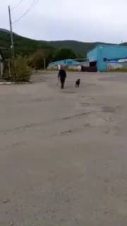 В Фокино мужчина натравил бойцовскую собаку на женщину и бездомных дворняг