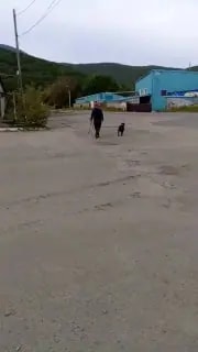 В Фокино мужчина натравил бойцовскую собаку на женщину и бездомных дворняг