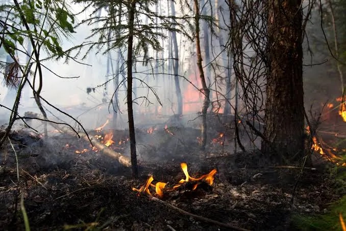 В Приморье ввели режим повышенной готовности из-за пожаров