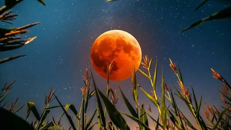 Жители Приморья увидят Кукурузную луну в конце сентября