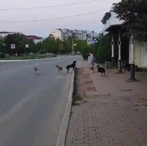 Во Врангеле бездомные собаки обосновались на автобусной остановке