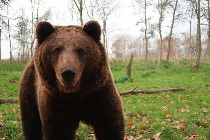 В Приморье с начала года подтвердили 33 выхода медведей к людям