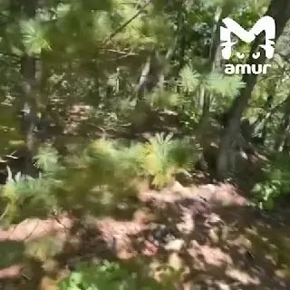 Девушки прогнали медведя криками в Приморье